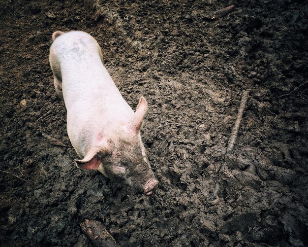 Foto hochwinkelansicht von schwein im schlamm