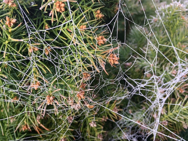 Foto hochwinkelansicht von spinnweben auf pflanzen