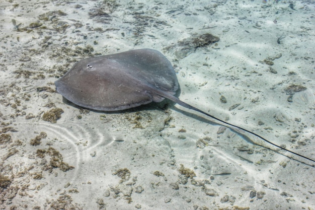 Foto hochwinkelansicht von stachelrochen, die im meer schwimmen