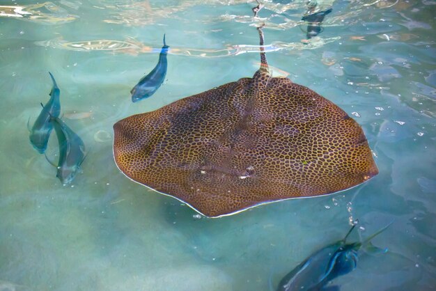 Foto hochwinkelansicht von stachelrochen, die im wasser schwimmen