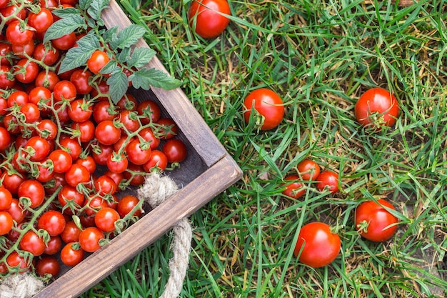 Hochwinkelansicht von Tomaten auf einem Bauernhof