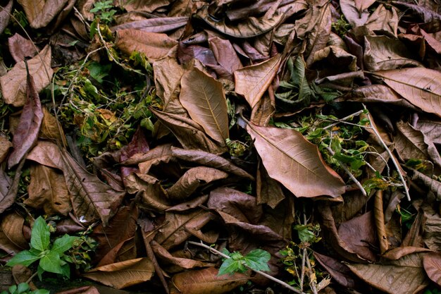 Hochwinkelansicht von trockenen Blättern, die auf dem Feld gefallen sind