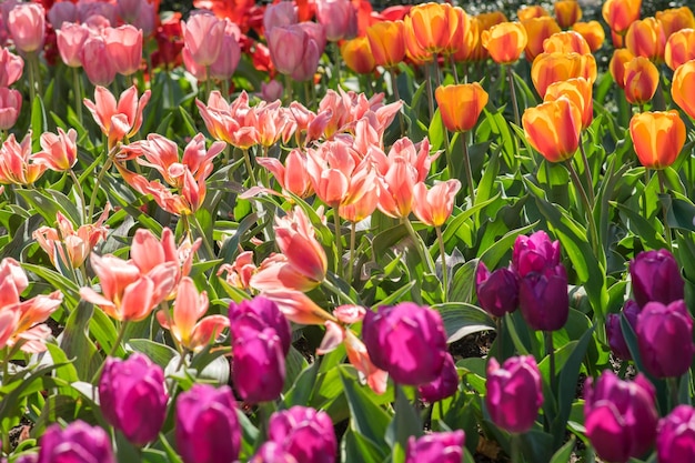 Hochwinkelansicht von Tulpen, die im Park blühen