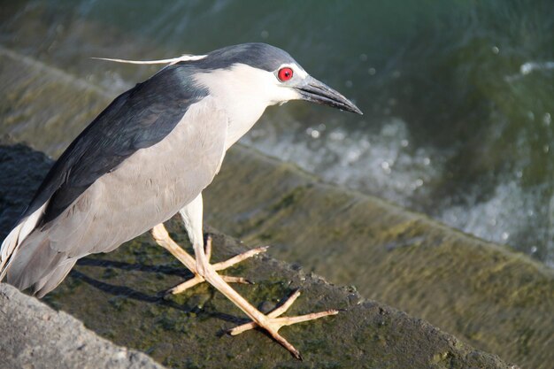 Foto hochwinkelansicht von vögeln, die auf stufen am meer sitzen