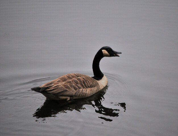 Hochwinkelansicht von Vögeln, die im See schwimmen