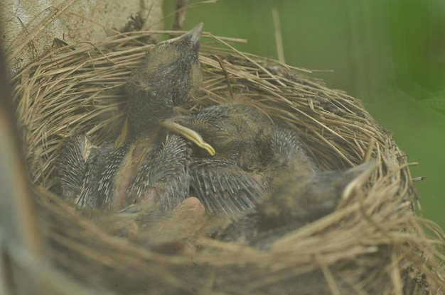 Hochwinkelansicht von Vögeln im Nest