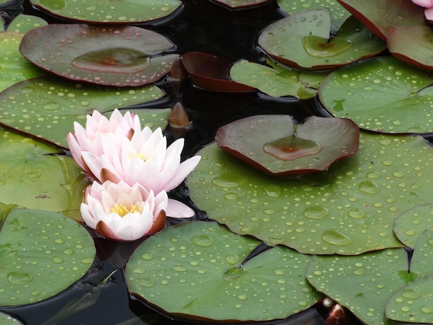 Hochwinkelansicht von Wasserlilien im Teich