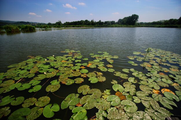 Foto hochwinkelansicht von wasserlilienblättern auf dem see