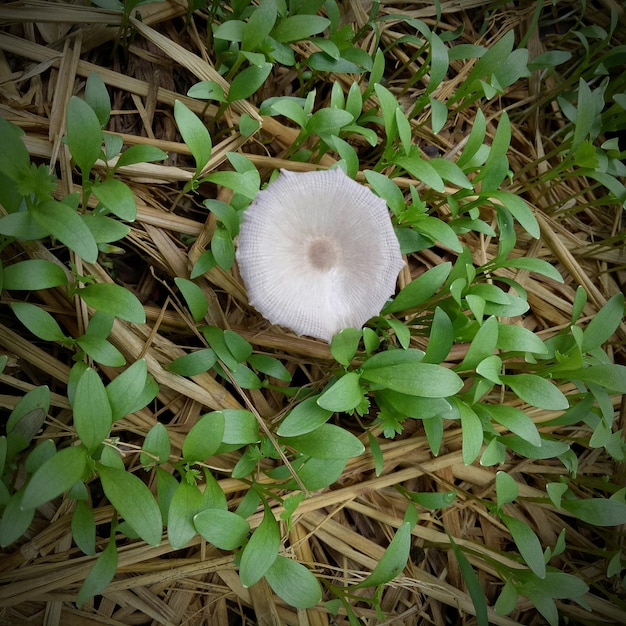 Foto hochwinkelansicht von weißen blütenpflanzen an land