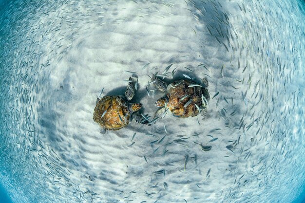 Hochwinkelansicht von zwei Schildkröten in flachem Wasser