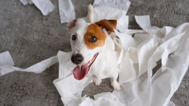 Hochwinkeliger Hund, der mit Servietten ein Durcheinander macht