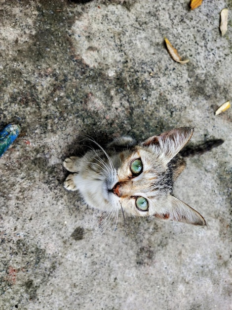 Foto hochwinkelporträt einer katze im freien