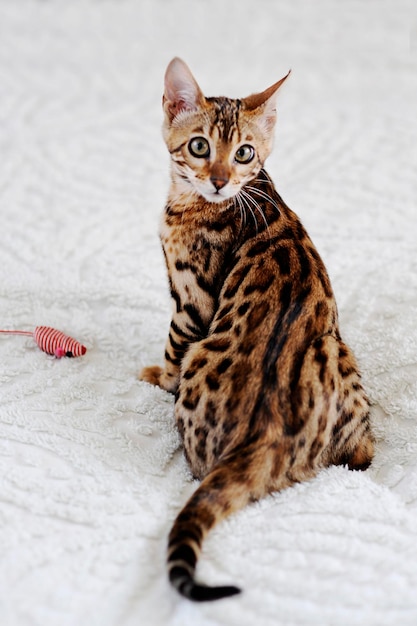 Hochwinkelporträt einer Katze