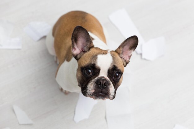 Hochwinkelporträt eines französischen Bulldogs auf dem Boden zu Hause