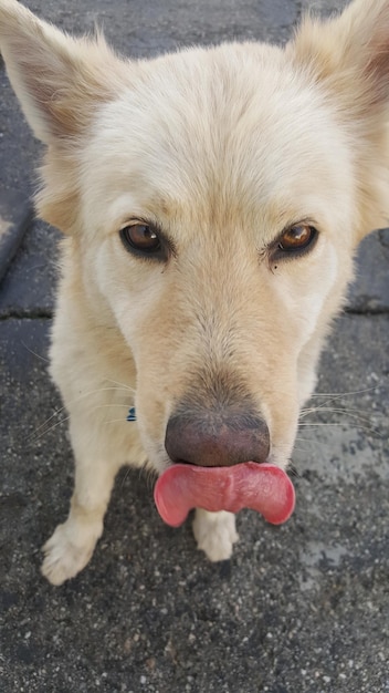 Foto hochwinkelporträt eines hundes, der die zunge herausstreckt