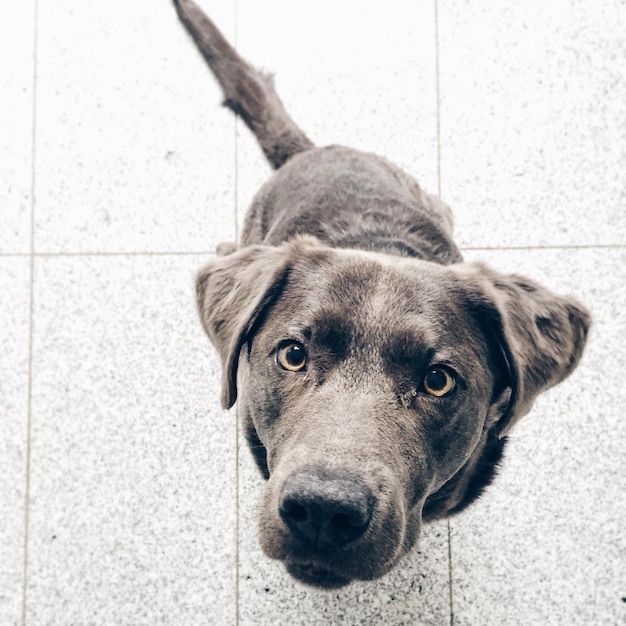 Hochwinkelporträt eines Hundes
