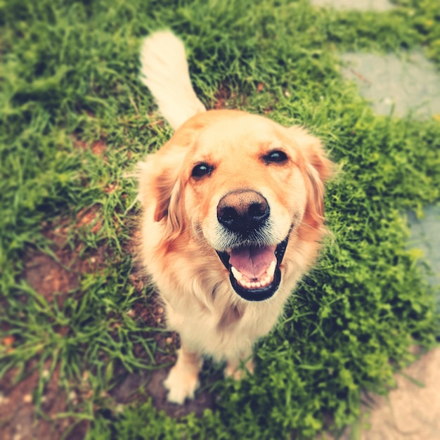 Hochwinkelporträt von Golden Retriever, der auf Gras sitzt