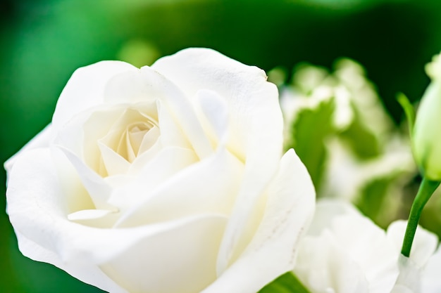 Foto hochzeitsdekoration tischdekor und floraler schönheitsstrauß aus weißen rosen im luxusrestaurant schön...