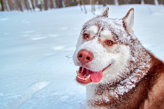 Hocico alegre perro husky rojo está cubierto de nieve Perro husky juega en la nieve