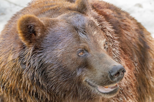 Hocico animal de un gran depredador de oso pardo