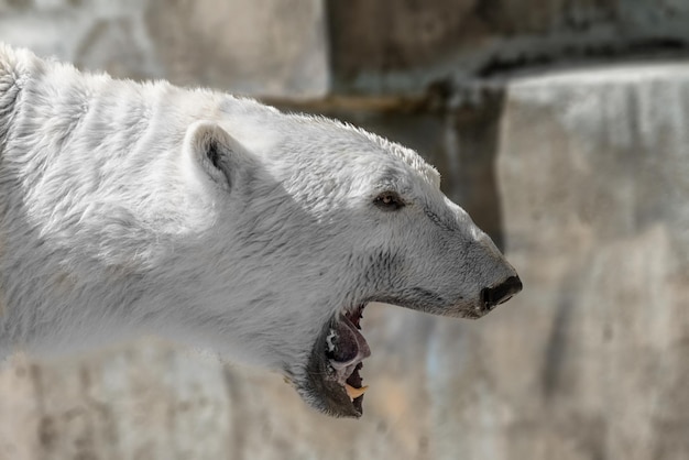 Hocico animal de un gran depredador de osos polares