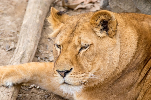 Hocico animal salvaje leona adulta descansando