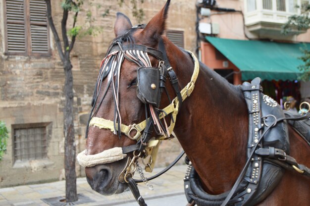 El hocico de un caballo marrón enjaezado cerca, el centro turístico de Palma de Mallorca