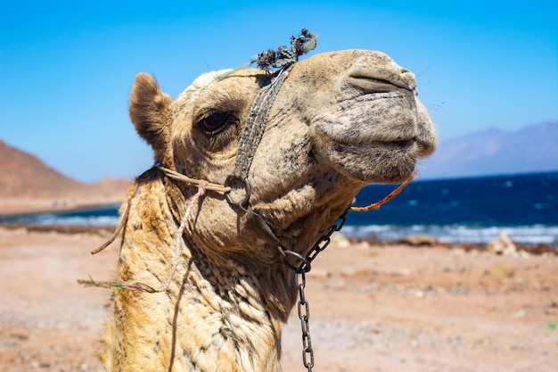 Hocico de camello. Retrato de un camello de cerca. Egipto, día soleado de verano. Barco del desierto. El camello en el fondo del desierto y el cielo azul y el mar.