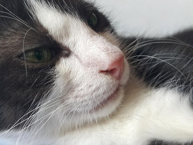 Hocico de un gato blanco y negro primer plano desde el lado Nariz rosa felina bigote blanco ojos verdes Una mirada altiva