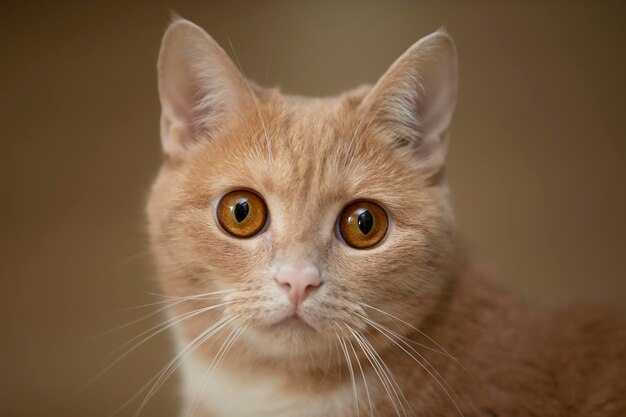 El hocico de un gato jengibre con ojos amarillos asustados