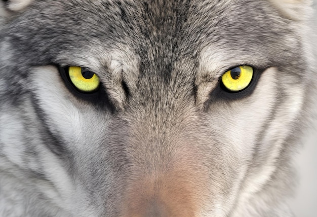 Foto hocico de lobo ojos de lobo ojos bestiales ai generado