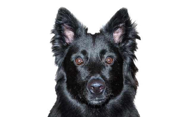 Hocico negro de un perro joven