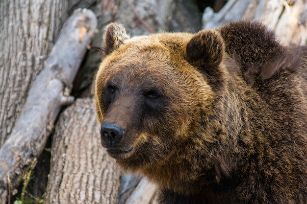 El hocico de un oso closeup