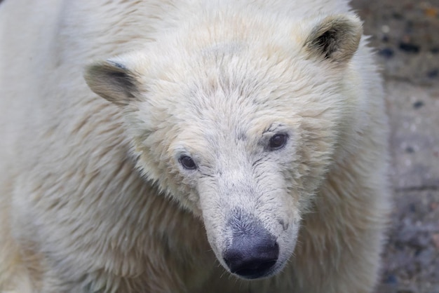 Hocico de un oso polar animal salvaje