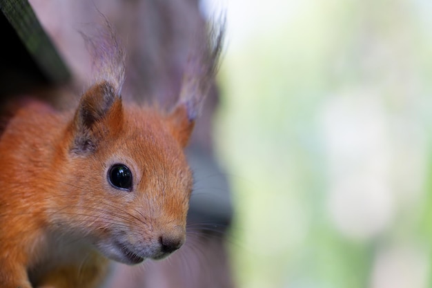 El hocico de una pequeña ardilla sobre un fondo verde