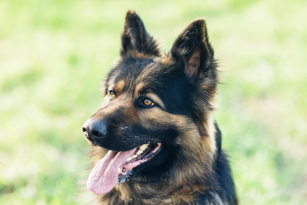 Hocico de perro de cerca. Ojos de pastor alemán. Primer plano del hocico de un perro pastor alemán negro y rojo. Hermoso e inteligente perro de pura raza