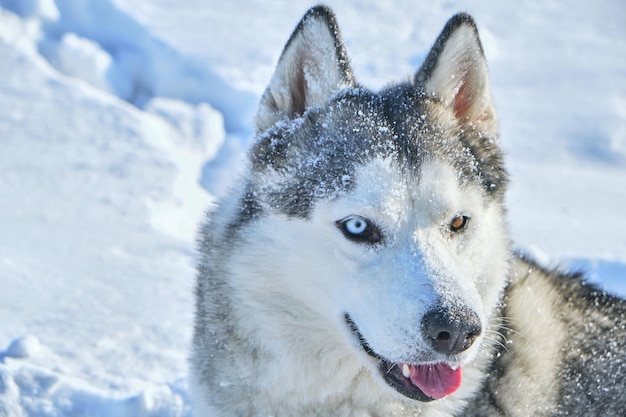 Hocico de perro Husky siberiano sobre fondo de nieve en un día soleado.