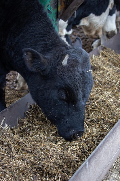 Hocico de un toro negro joven en una granja
