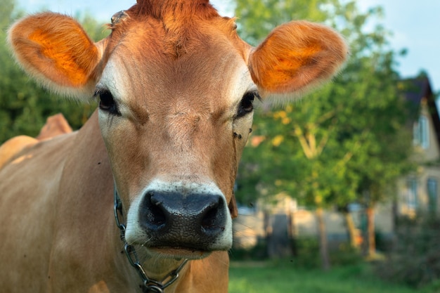 Hocico de una vaca contra una casa rural