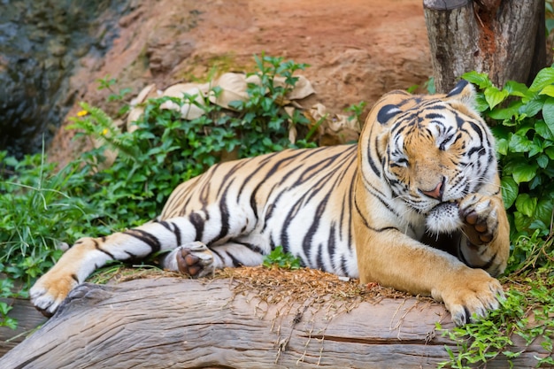 Hockender Tiger auf einem Felsen im Wald.