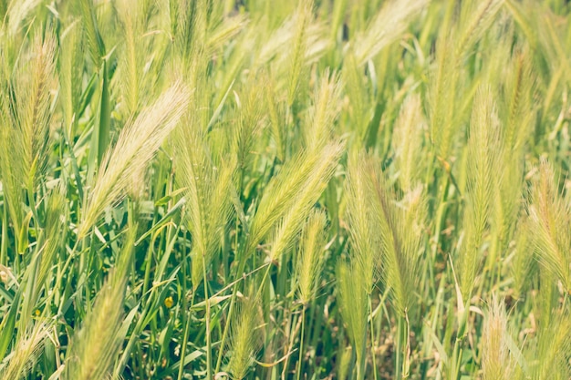 Foto hodeum murinum, wilde ährchen im sommer