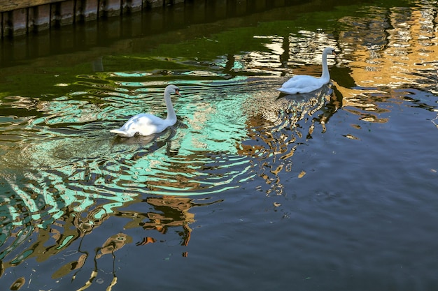 Höckerschwäne schwimmen entlang des Old River Nene