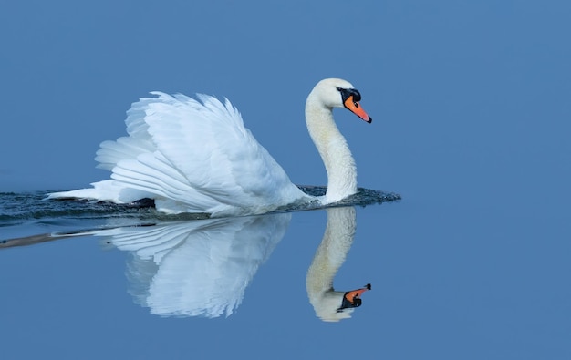 Höckerschwan Cygnus olor Am frühen Morgen treibt ein majestätischer Vogel auf dem blauen Wasser des Flusses