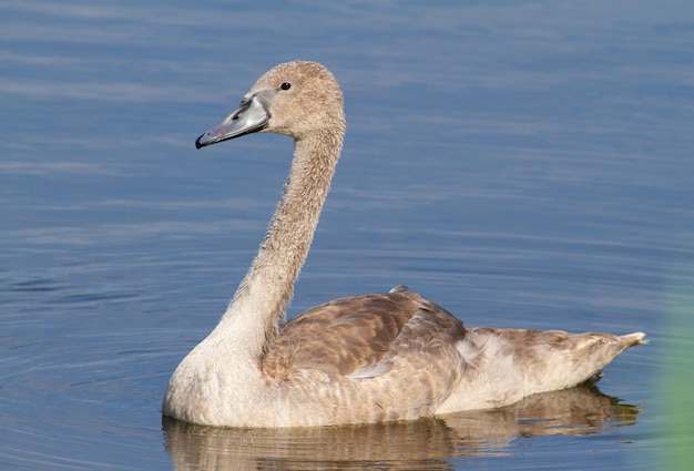 Höckerschwan Cygnus olor Ein junger Vogel, der in der Nähe eines Flussufers schwimmt