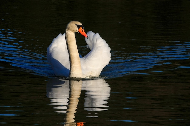 Höckerschwan (Cygnus olor) im Warnham Nature Reserve