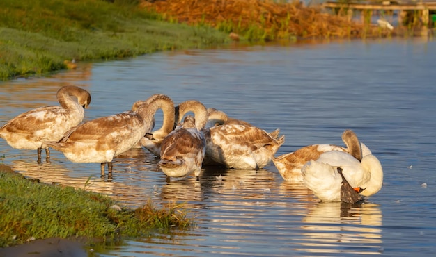 Höckerschwan Cygnus olor Jungvögel kämmen ihre Federn in der Mauser