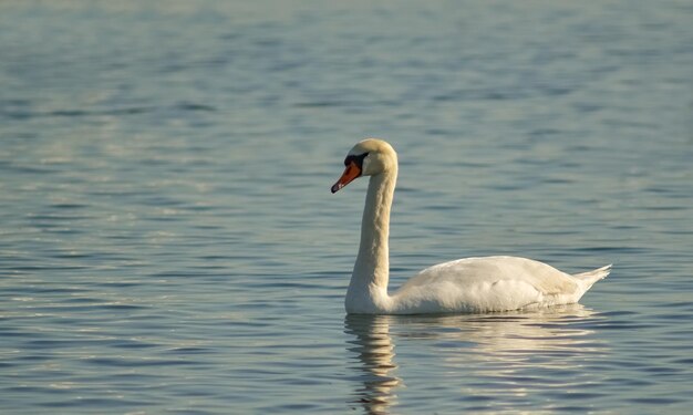 Höckerschwan Cygnus olor Schwanenvogel schwimmt im See in den Strahlen der untergehenden Sonne