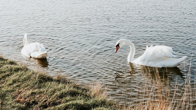 Höckerschwan in einem See in England