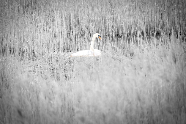 Höckerschwan in Schwarz-Weiß brütet auf einem Nest im Schilf an der Darrs bei Zingst