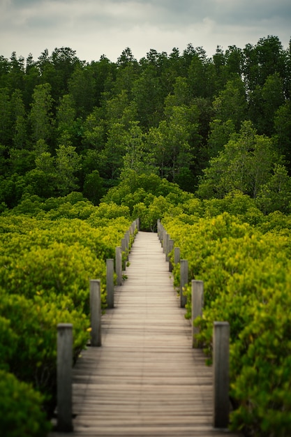 Foto hölzerne bahn in den mangrovenwald